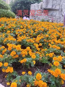 清灵爱忘羡父母